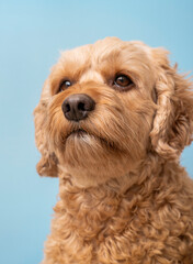 Handsome Cockapoo, Cockapoo Pet Photography, Pet Photography, Cockapoo Studio Photo, Professional Dog Photo, Doodle Blue Background, Doodle Breed, Cute Cocker Spaniel, Cute Dog Photo, Veterinary Photo