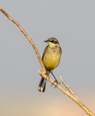 Eastern yellow wagtail bird on a branch of a tree.eastern yellow wagtail is a small passerine in the wagtail family Motacillidae, which also includes the pipits and longclaws.
