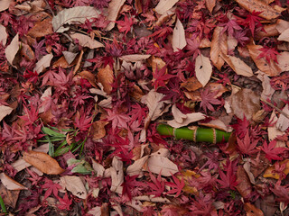 冬の森の地面の赤色の紅葉の落ち葉と竹の根の風景