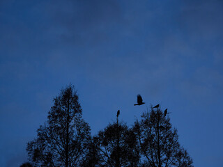 冬の夕方の空と森の上を飛んでいるカラスの風景