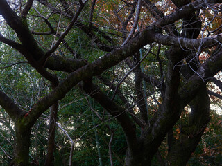 冬の森の複雑な成長している木の枝の風景