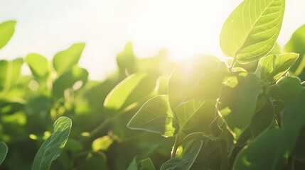 Sunlit Green Leaves Bask In Warm Sunlight