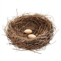 Natural Bird Nest with Two Speckled Eggs Isolated on White Background for Wildlife and Nature Concepts