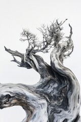 Abstract twisted tree trunk against white background.