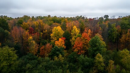 Top-down drone view of forests disappearing due to human activities 