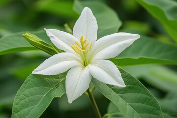 Obraz premium Elegant White Flower Blooming Among Lush Green Leaves in Nature Setting
