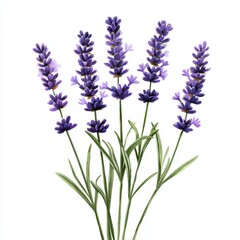 Naklejka premium Fresh Lavender Blooms on White Background for Natural Beauty and Aromatherapy Use in Interior Design and Wellness Projects