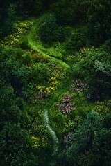 Fototapeta premium Aerial view of a flower meadow with a winding walking trail 