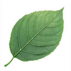 Obraz premium Detailed close-up of a vibrant green leaf showcasing intricate veins and texture against a plain white background