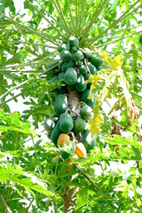 Lush Papaya Tree with Abundant Green and Ripe Fruits in Tropical Garden