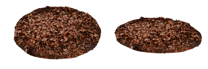 fallen leaves isolated on white