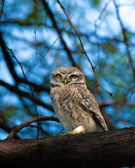 Spotted Owl perched in Keoladeo National Park, staring directly with piercing yellow eyes. Nocturnal raptor, bird of prey, wildlife close-up, forest bird in natural habitat.