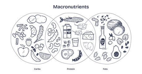 Macronutrients-Doodle-Diagram shows carbs, proteins, and fats with food icons like bread, fish, and avocado. Diagram