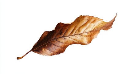 Fototapeta premium Single dried brown leaf isolated on white.