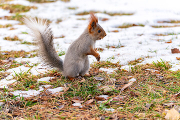 Portrait of a red squirrel that has changed its coat color to gray for winter, sitting on the snow-covered grass with a nut in its mouth, full-length profile photo.