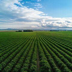 Drone view of an expansive agricultural field with pivot irrigation systems 