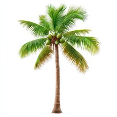 Fototapeta premium a coconut tree with fruits, tropical element, hand-drawn sketch style, vibrant green and brown hues, isolated on white background