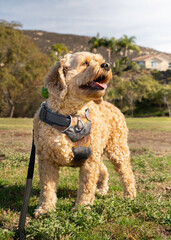 Cockapoo at The Park, Cute Cockapoo in The Sun, Cute Cockapoo, Cute Doodle Sunbathing, Cocker Spaniel Enjoying The Sun