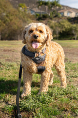 Cockapoo at The Dog Park, Cute Cockapoo in The Sun, Cute Cockapoo, Cute Doodle Sunbathing, Cocker Spaniel Enjoying The Sun, Dog Park
