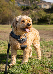 Cockapoo at The Dog Park, Cute Cockapoo in The Sun, Cute Cockapoo, Cute Doodle Sunbathing, Cocker Spaniel Enjoying The Sun, Dog Park
