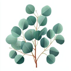 a eucalyptus tree with silver leaves, medicinal plant, hand-drawn illustration, soft green and gray tones, isolated on white background