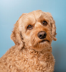 Handsome Cockapoo, Cockapoo Pet Photography, Pet Photography, Cockapoo Studio Photo, Professional Dog Photo, Doodle Blue Background, Doodle Breed, Cute Cocker Spaniel, Cute Dog Photo, Veterinary Photo