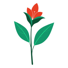 Canna minimalist simple vector with a white background.