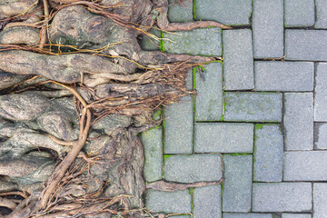 Top View of Banyan Tree Roots with Natural Texture and Copy Space
