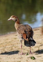 Portrait of an Egyptian goose on the shore of a lake. Bird in natural environment.
