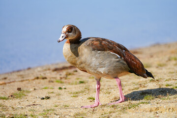 Portrait of an Egyptian goose on the shore of a lake. Bird in natural environment.
