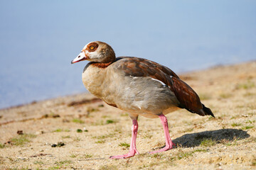 Portrait of an Egyptian goose on the shore of a lake. Bird in natural environment.

