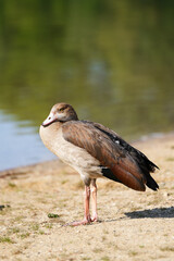 Portrait of an Egyptian goose on the shore of a lake. Bird in natural environment.

