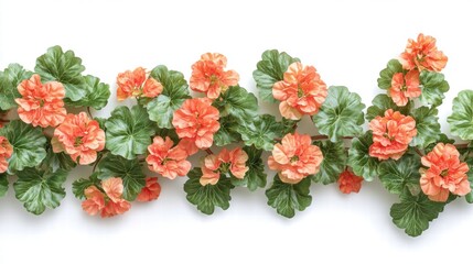 Obraz premium Peach Geranium Garland on White Background
