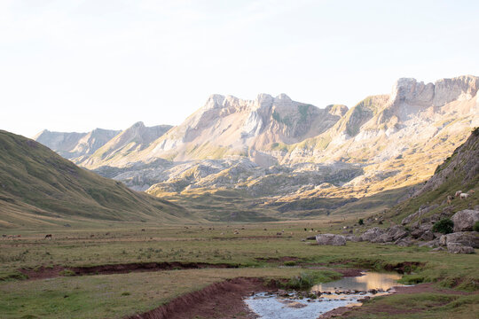 Selva de Oza