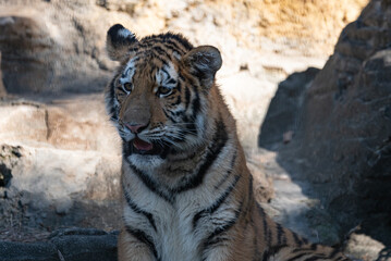座っているアムールトラの子供