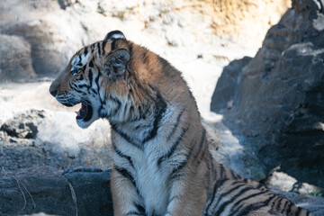 座っているアムールトラの子供