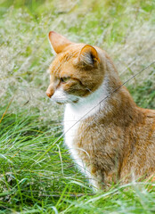 Portrait of a red tabby cat in the grass. Animal close-up.
