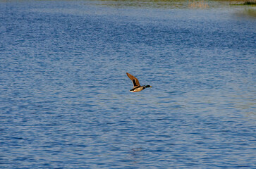 A duck glides over a calm reflective lake. A duck flies low over water, serene mood, side view, close to the surface, wetland environment, concept of freedom and reflection.
