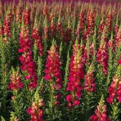 Frame snapdragons blooming in vibrant rows.