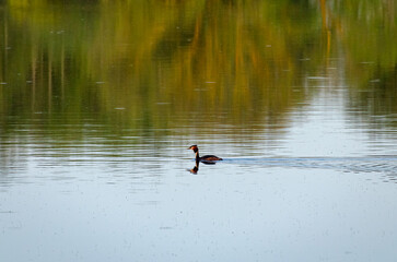 A grebe swims calmly across a tranquil lake. A bird gliding on water, peaceful mood, side view, centered, wetlands location, concept of nature, wildlife observation and calmness.
