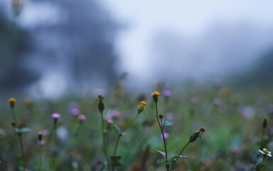 Grass flowers in the forest on foggy day