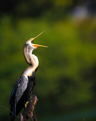 Wide-Mouthed Yawn: Darter (Snake Bird) in Keoladeo National Park