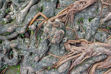 Banyan Tree Roots with Natural Texture