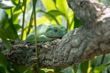 Grüner Frosch