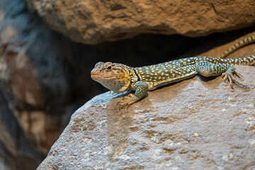 Bartagame auf einem Stein