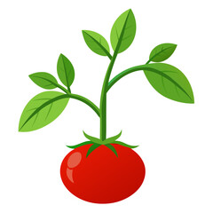 tomato plant