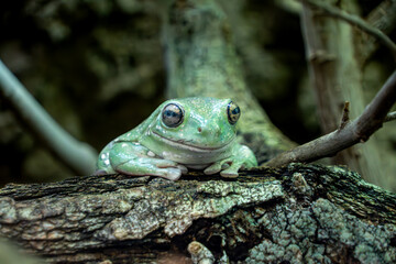 Grüner Frosch