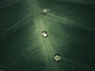Close-up of water droplet on the taro leaf that have water resistant feature. Can be used as a...
