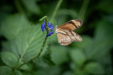 Schmetterling auf einer Blume mit grünem Hintergrund