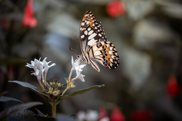 Schmetterling auf einer Blume